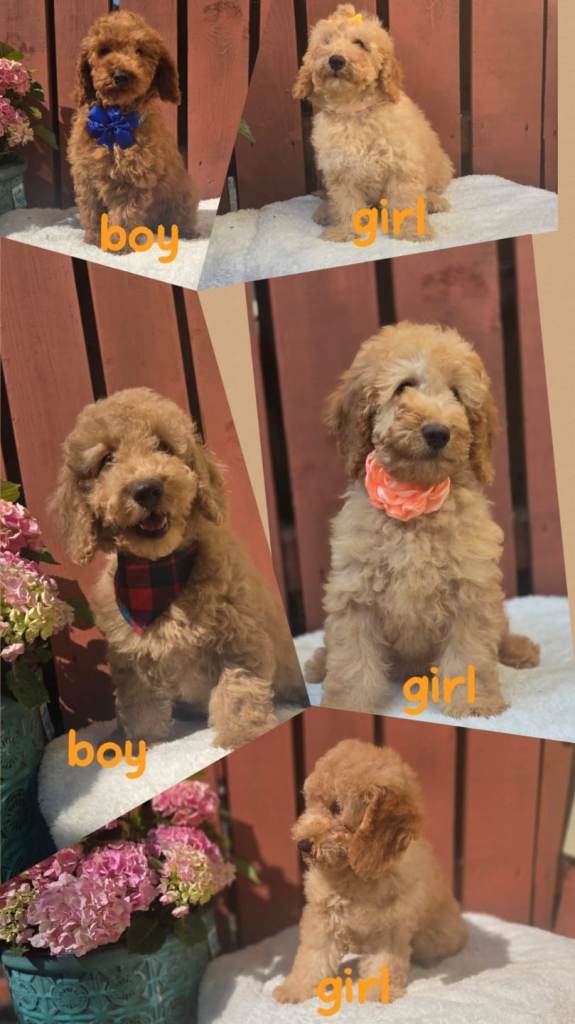 Cockapoo 