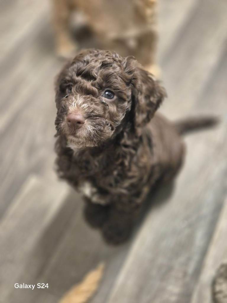 F2 Cockapoo puppies 