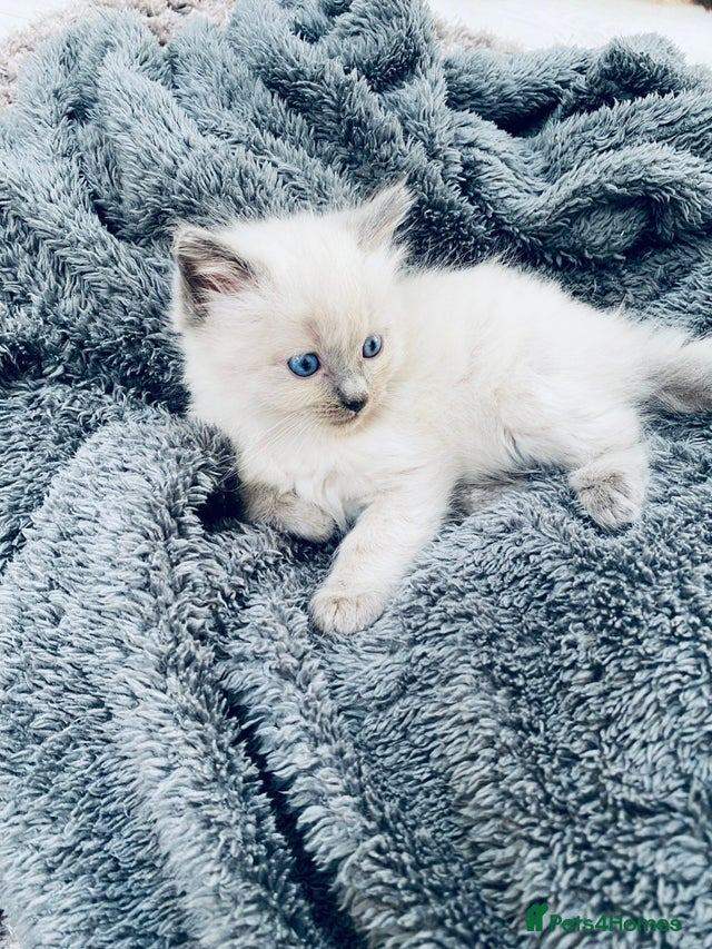Beautiful bluepoint ragdoll kittens