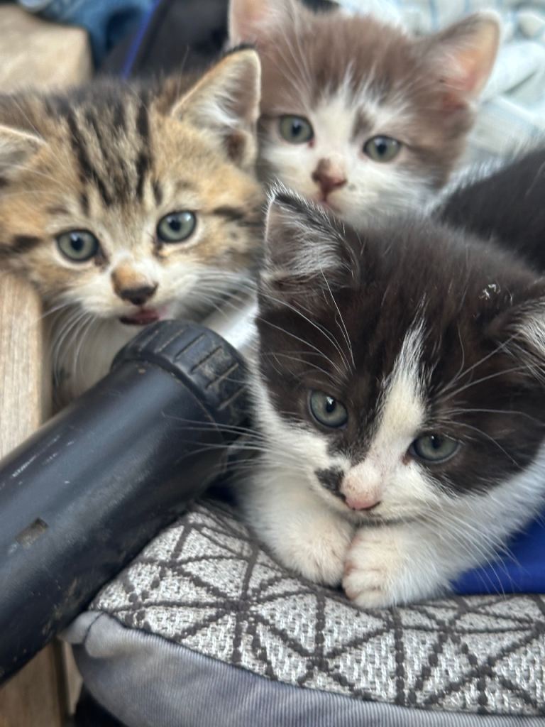 Handheld Crossbreed Kittens