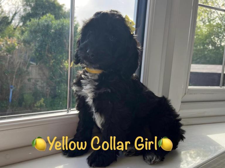 F1 Miniature Cockapoo Puppies - 1 girl Available 