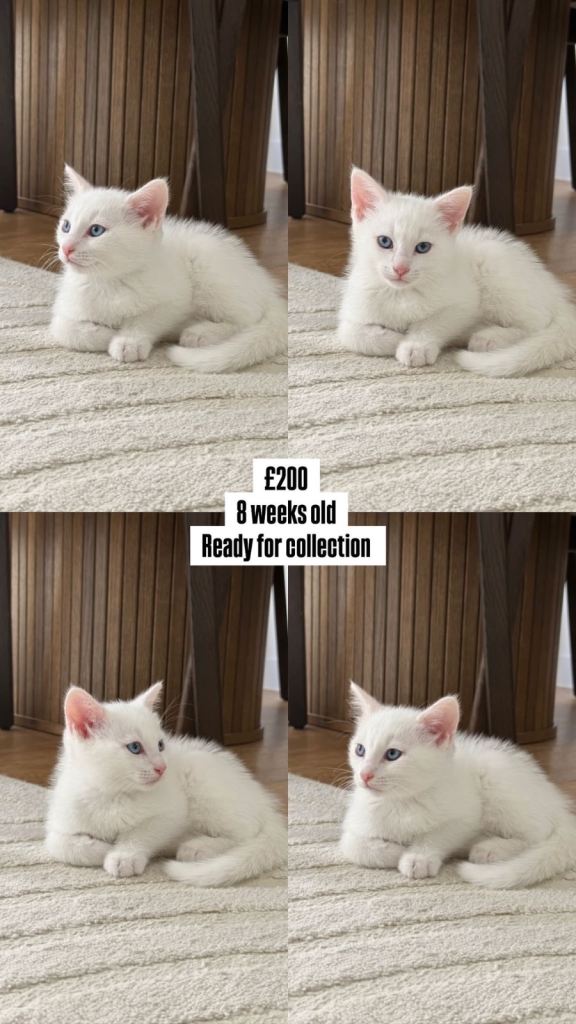 DSH cat for sale 