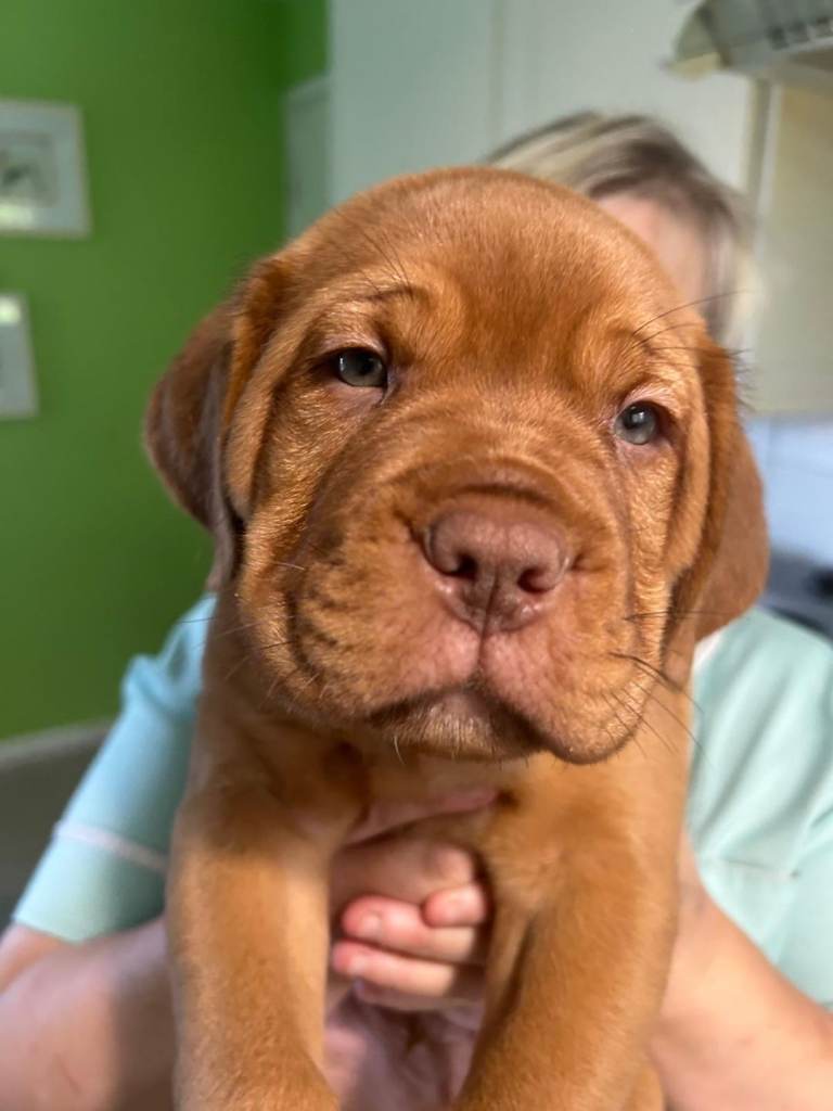Mastiff puppies dogue de Bordeaux/ boerboel mix
