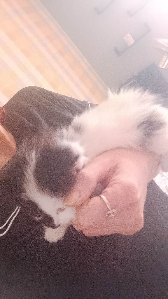 4x kitten
