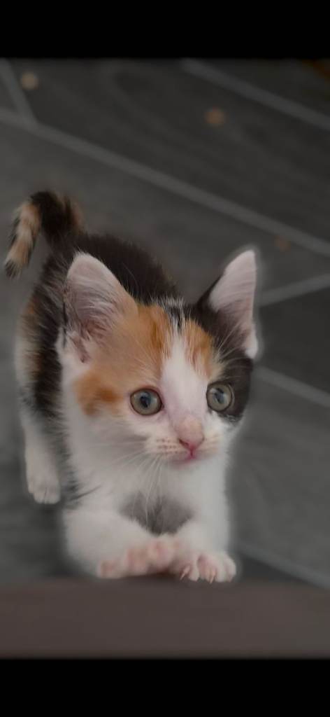 calico kitten