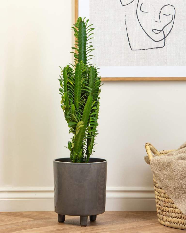 African Cactus 🌵 RRP £69.99