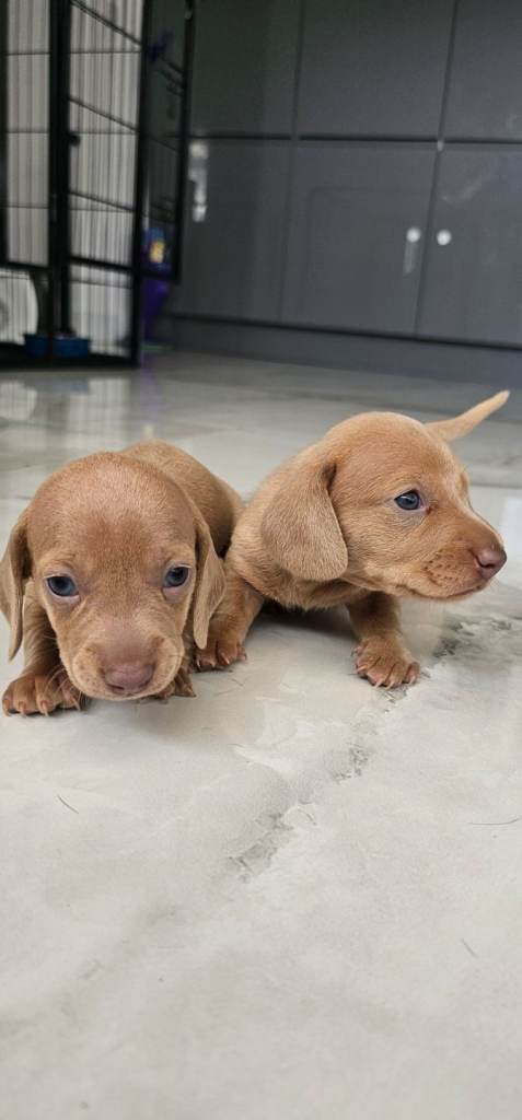 Miniature Dachshunds KC registered 