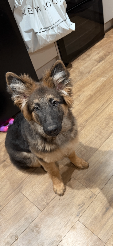 German shepherd 6 months old