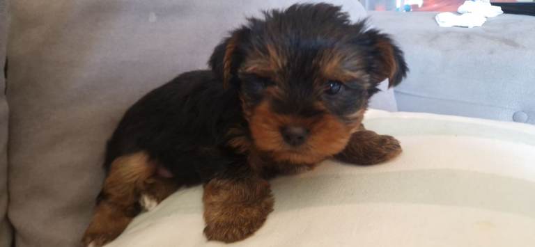 Small yorkshire terrier puppies 