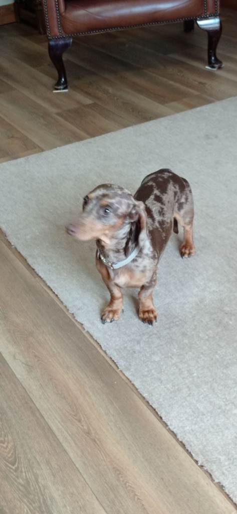 Dachshund male