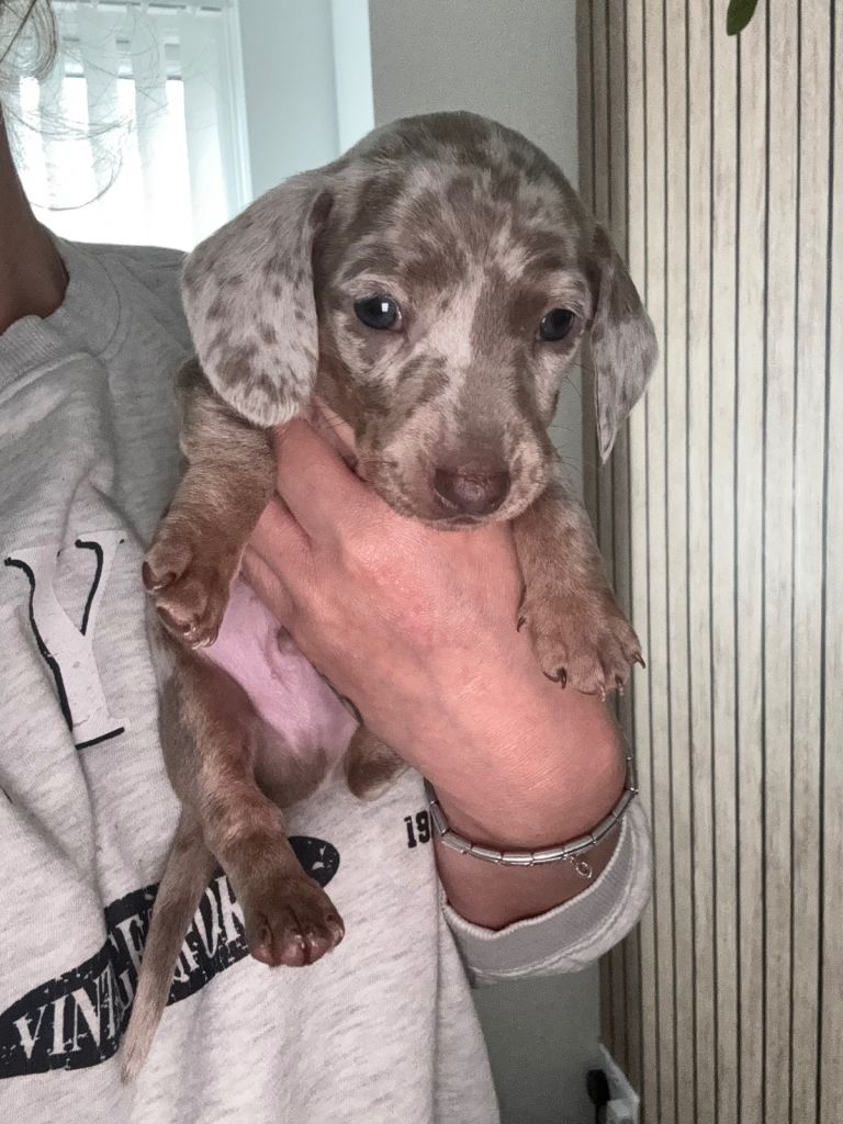 Miniature dachshund *LAST BOY OF THE LITTER*