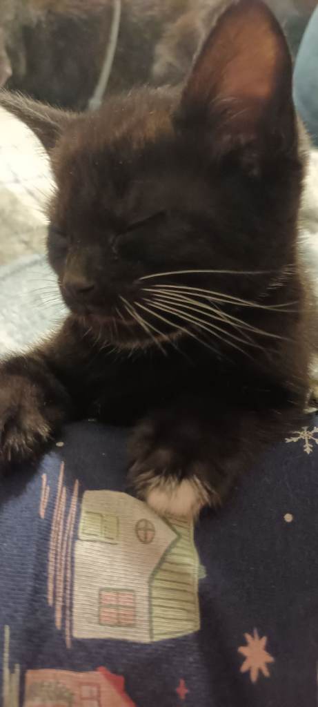 8 weeks old 6 kittens. 2 females 4 males 
