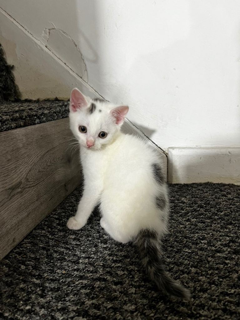 White with grey dots only left 