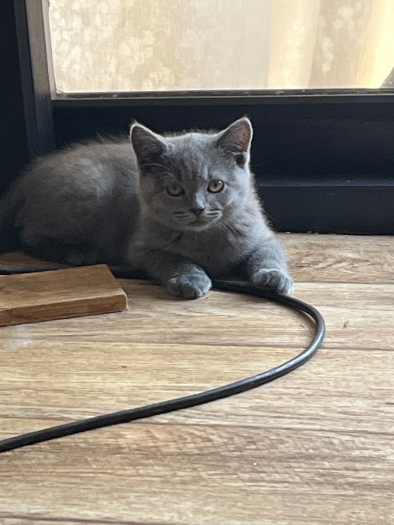 Blue boy ready now