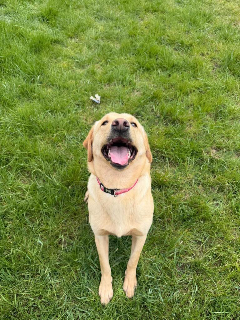 Labrador, adult girl for rehoming
