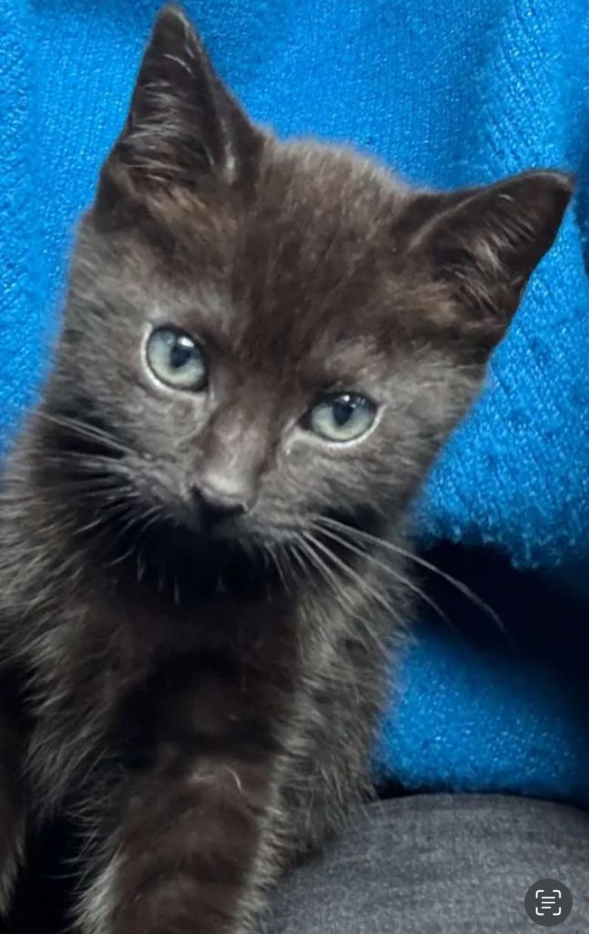 Millie - ready to go now 