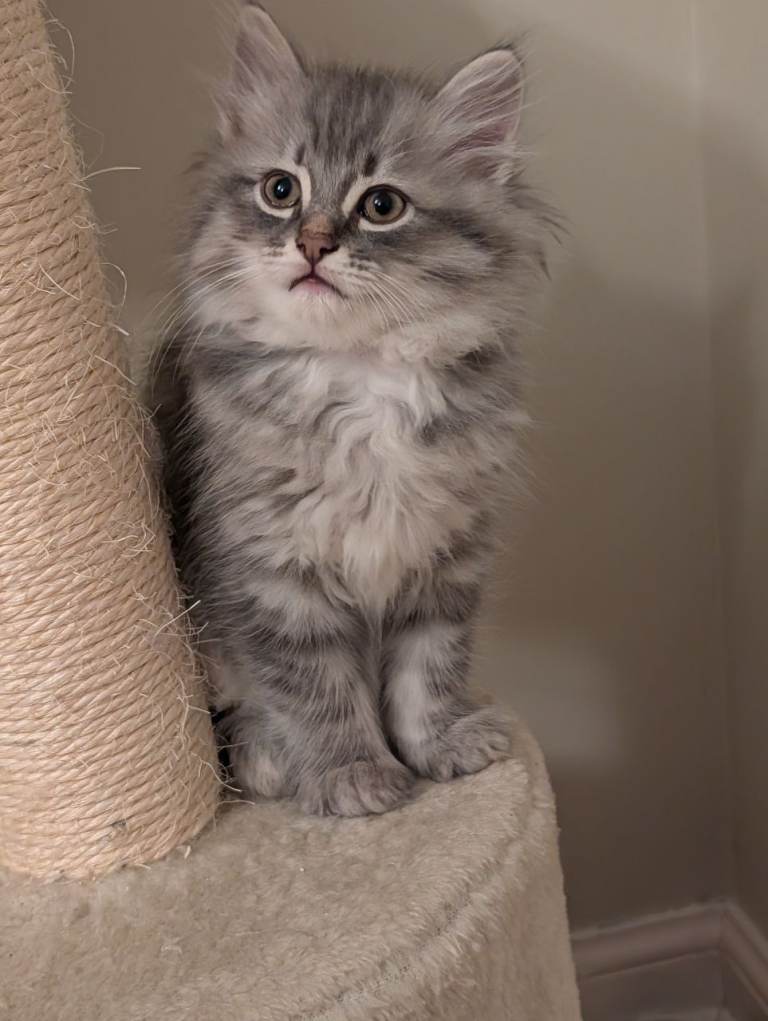 Siberian kittens 