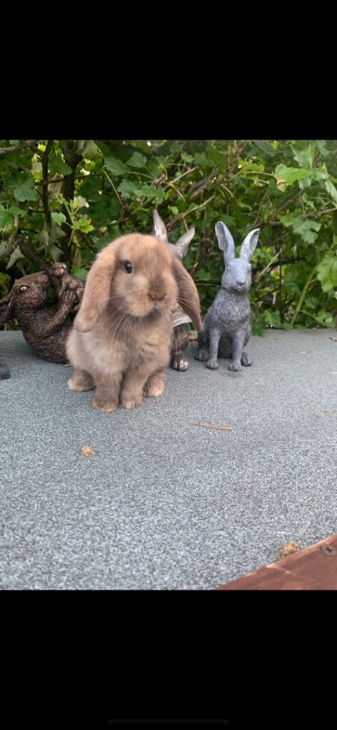 Baby Mini Lop Eared Rabbit-Boy-8 W/Old- £80 and Each - R/T/Leave Now.