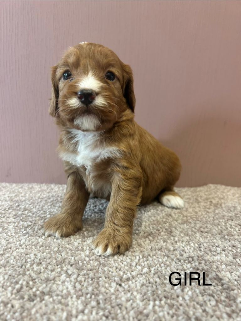 F1 Cockapoo puppies 