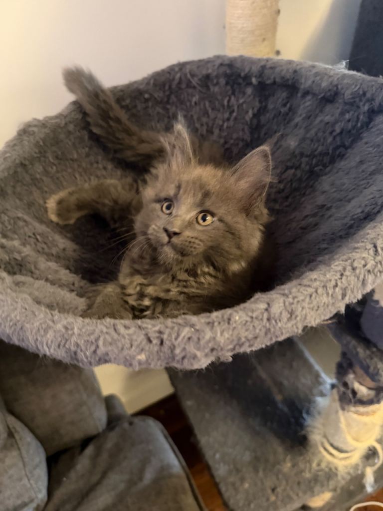 XL Maine coon pedigree kittens 