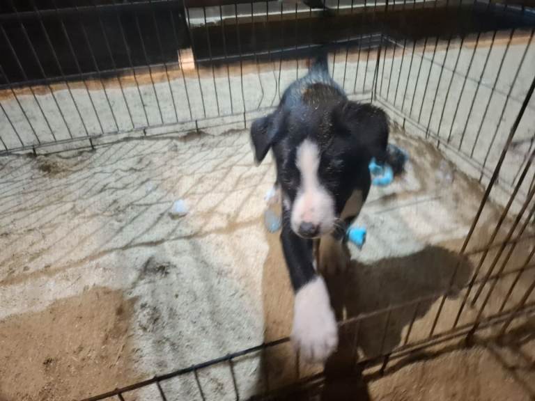Border collie