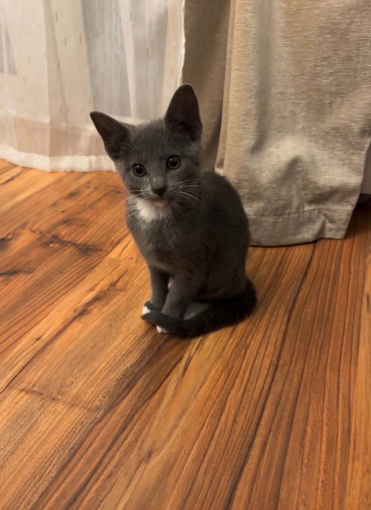 Loving playful kitten (including all kitten essentials) 