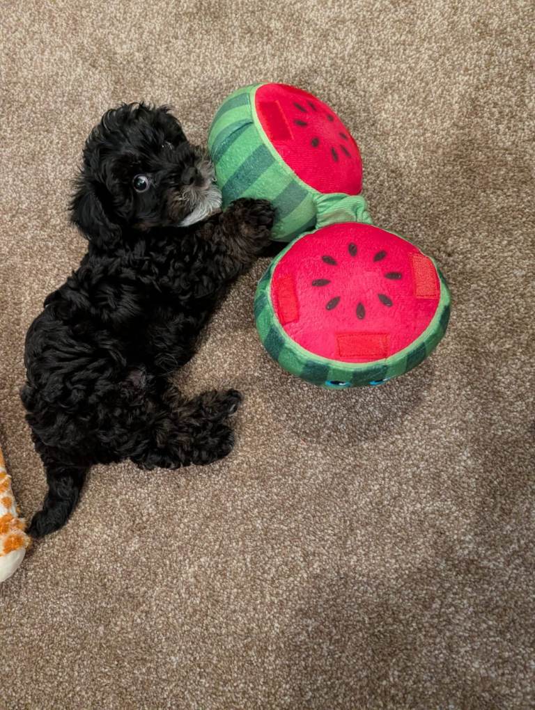 Jackapoo Puppy for sale 