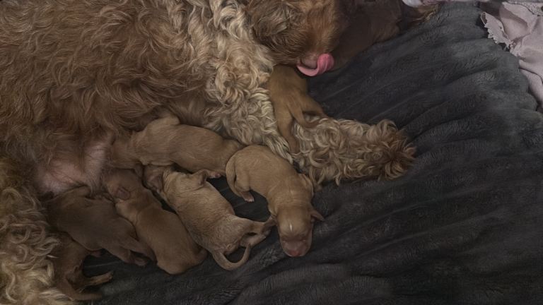 Cockapoo puppies 
