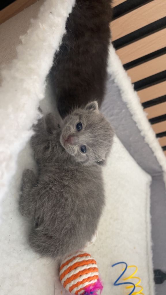 Half British shorthair kittens 