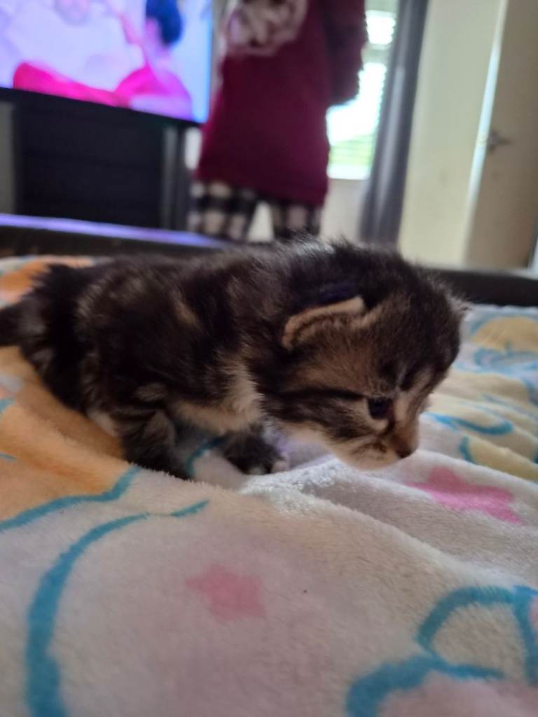 Adorable Kittens Looking for Forever Homes