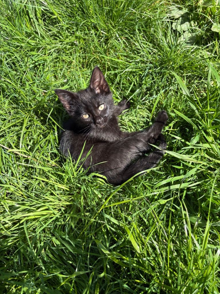Beautiful Black Kittens ready to go.