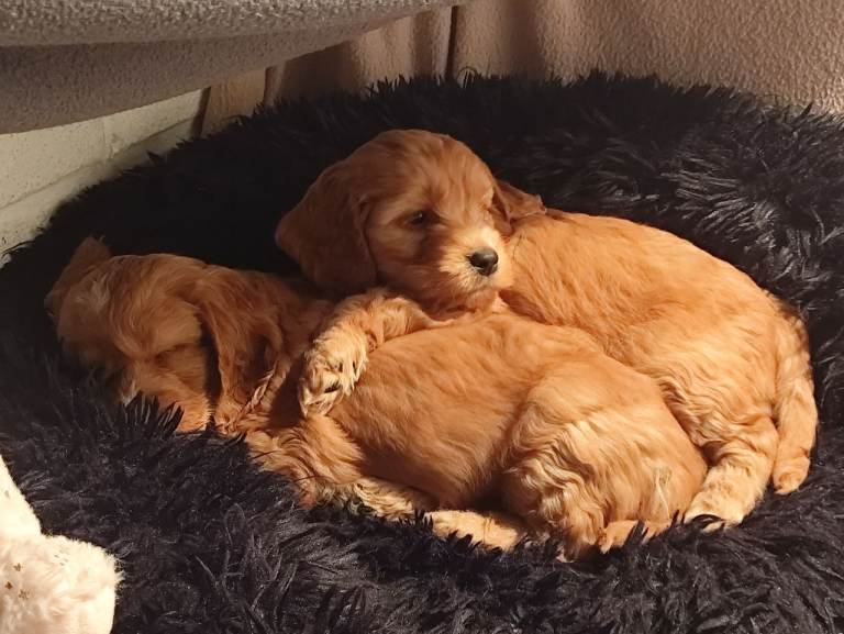 Beautiful litter of cockapoos for sale