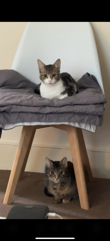 Cat aged 2 years old with her daughter aged 9months