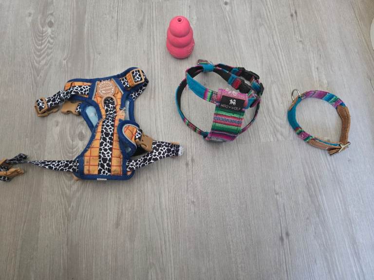 Designer Dog Harnesses, Collar & Toy Bundle (Hiro + Wolf, Pawsome Paws Disney Woody, KONG)