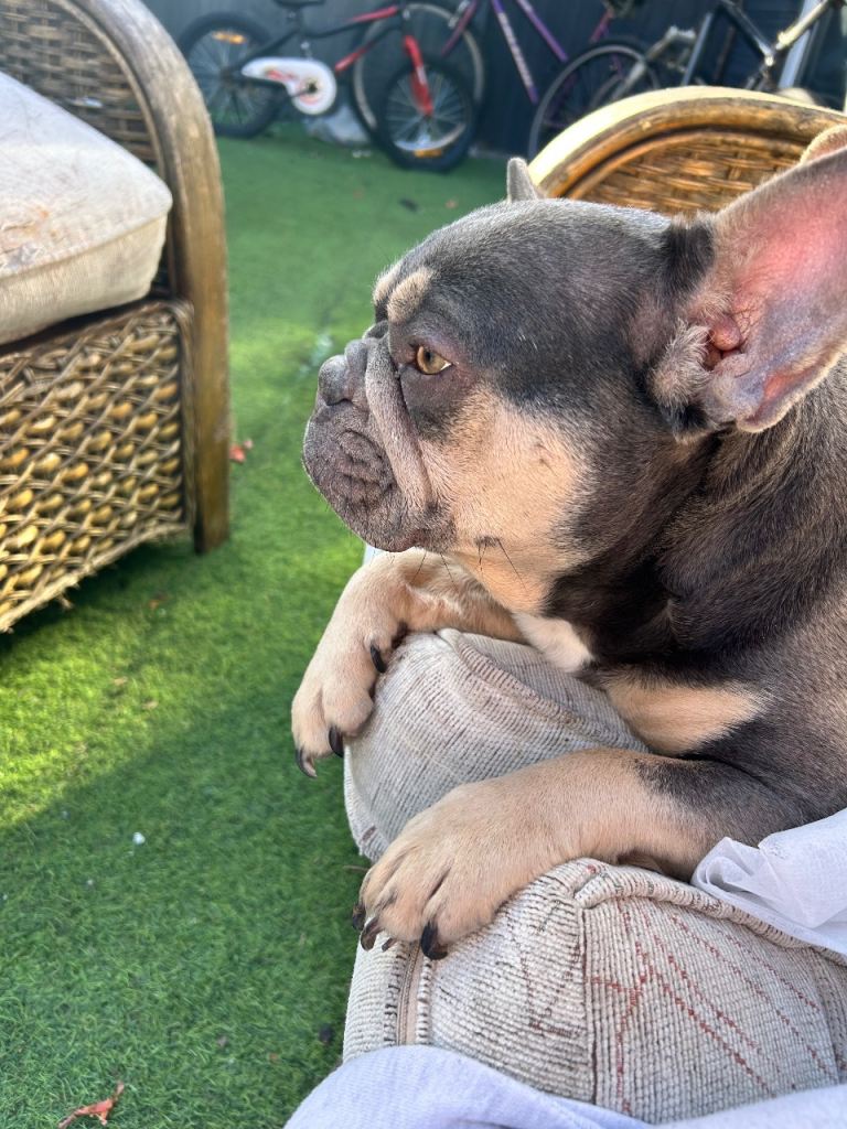 2 Frenchbulldogs mother and son 