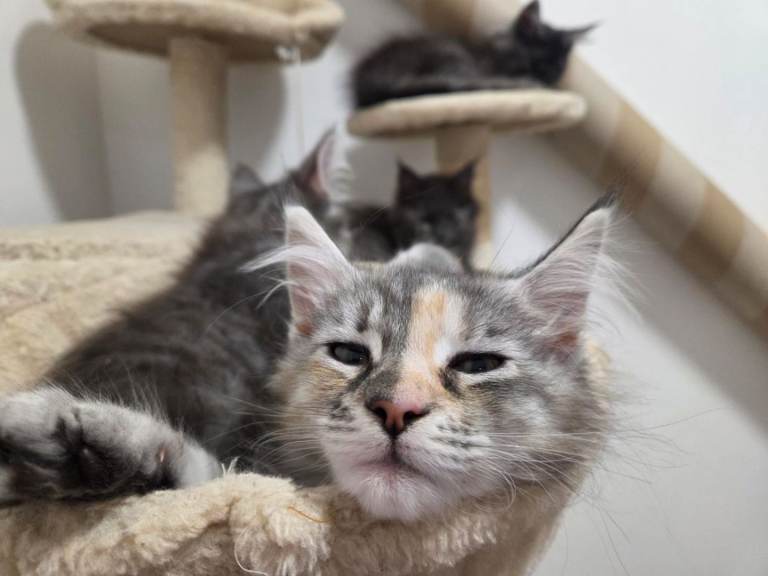 Maine coon kittens