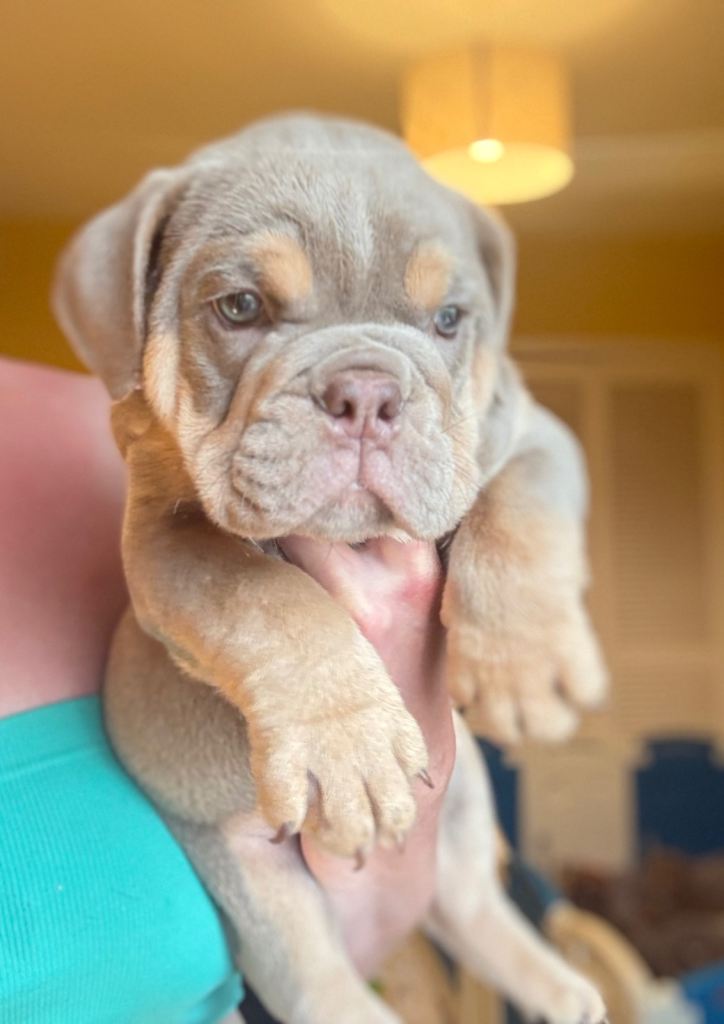 Kc English bulldogs