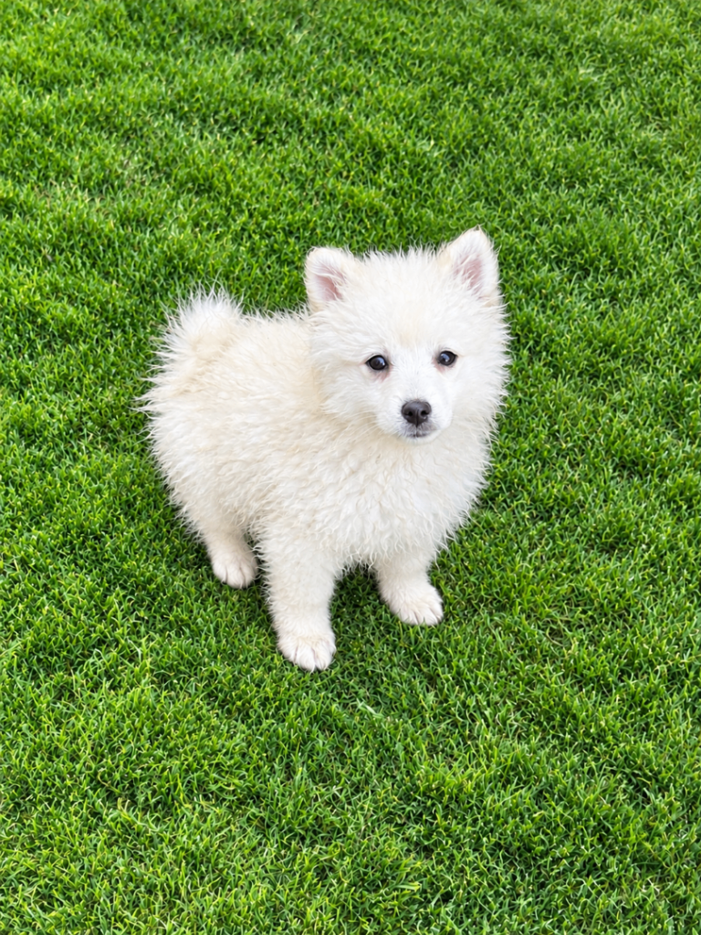Pomeranian 