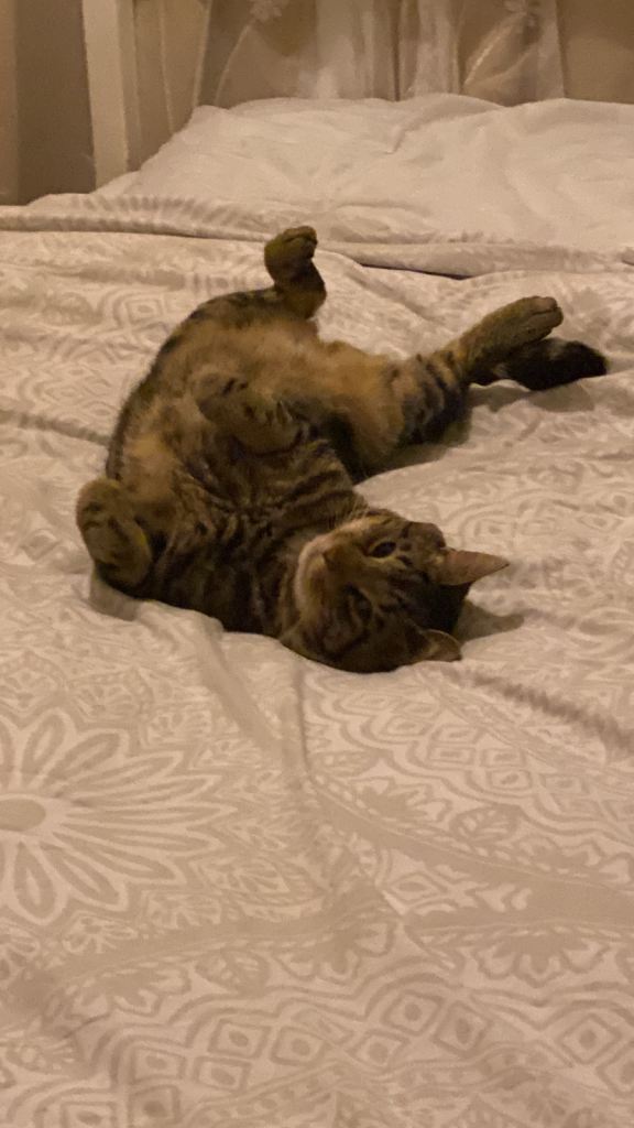 Beautiful tabby cat for sale