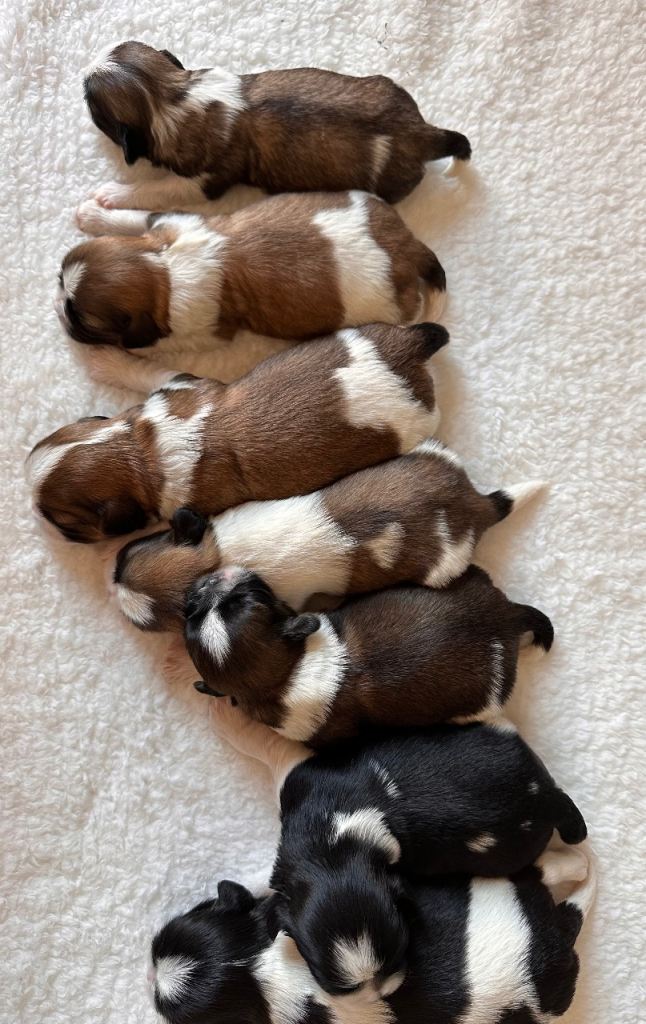 Shih Tzu puppy’s 