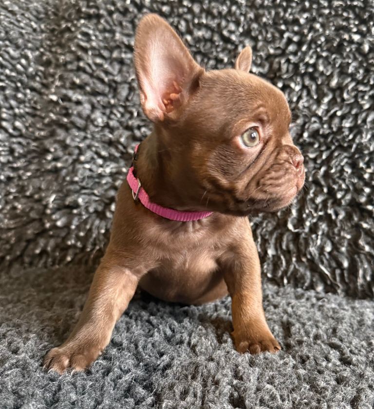 French Bulldog Puppies Looking For Forever Homes. New Shade, Rojo, Blue Fawn.