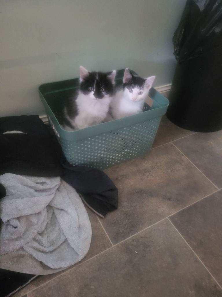 2 black & white male kittens ready to go..eating wet/dried food...litter trained..lovely nature..