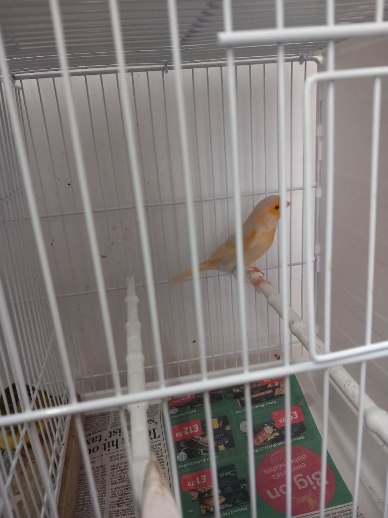 New colour canary