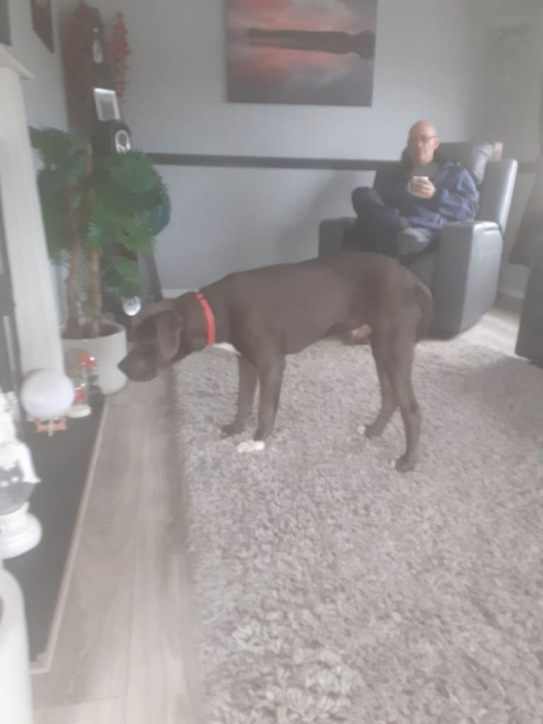 Mastweiller puppy 