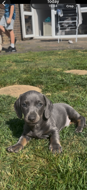 Dachshund 