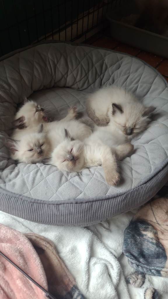 Beautiful ragdoll kittens