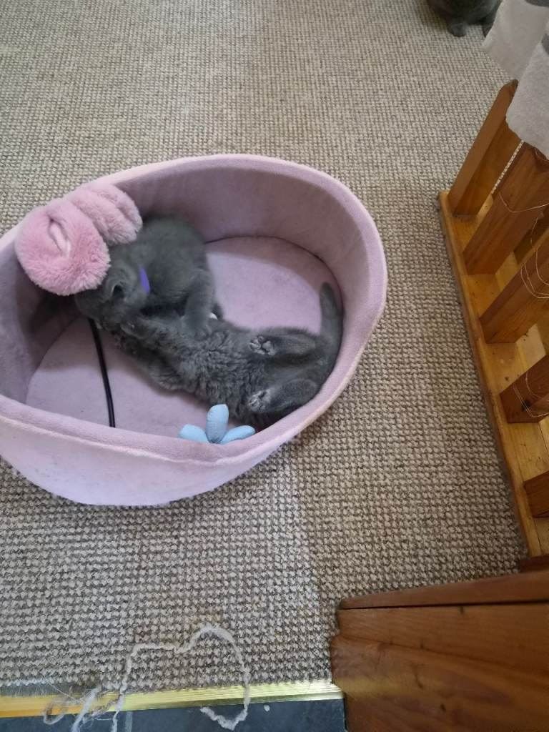 Shorthair British Blue