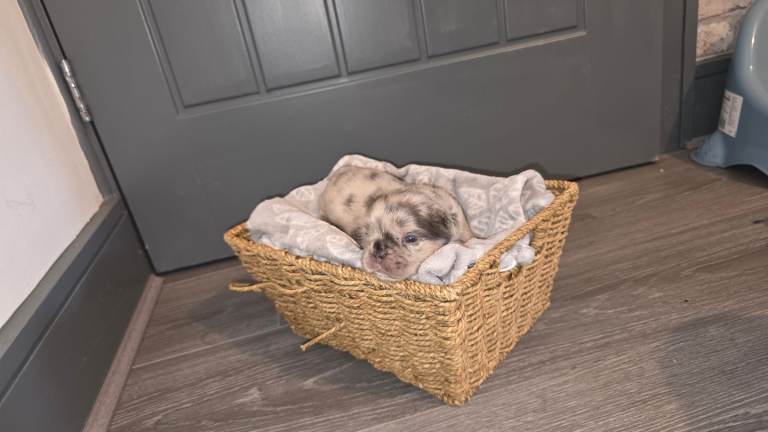 Dwkc registered fluffy french bulldog puppies