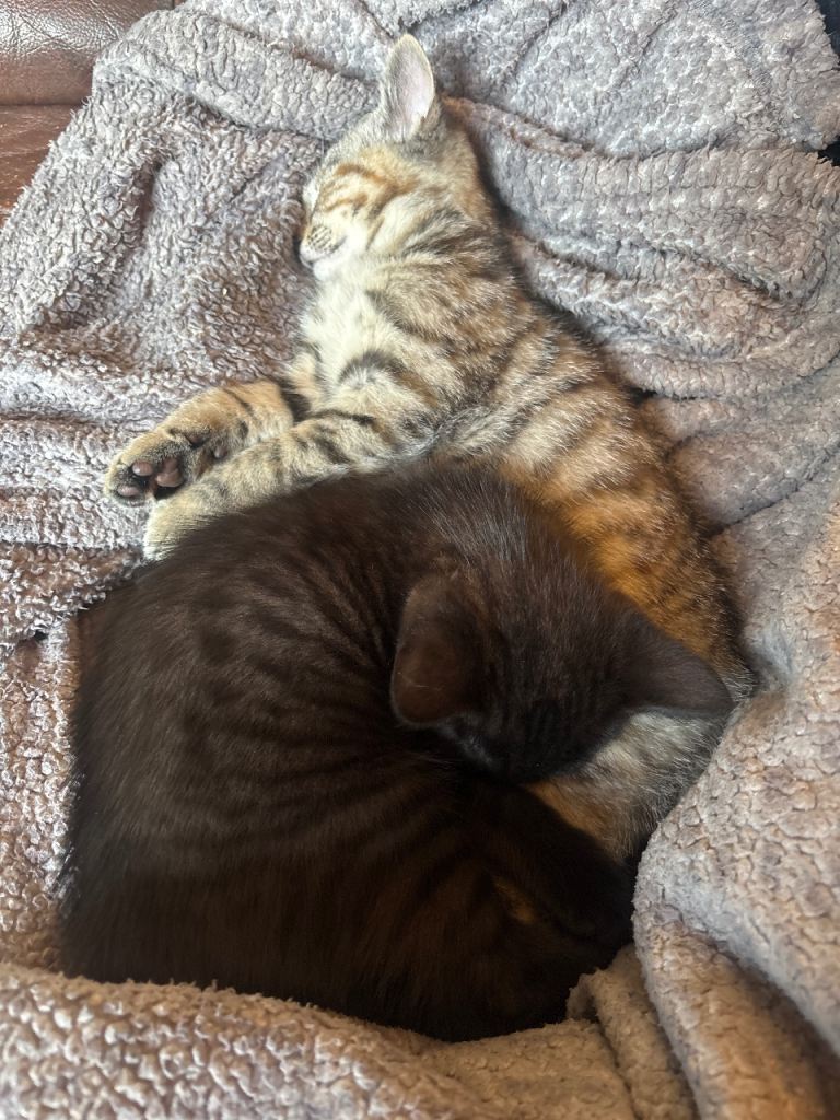 Two gorgeous female kittens 