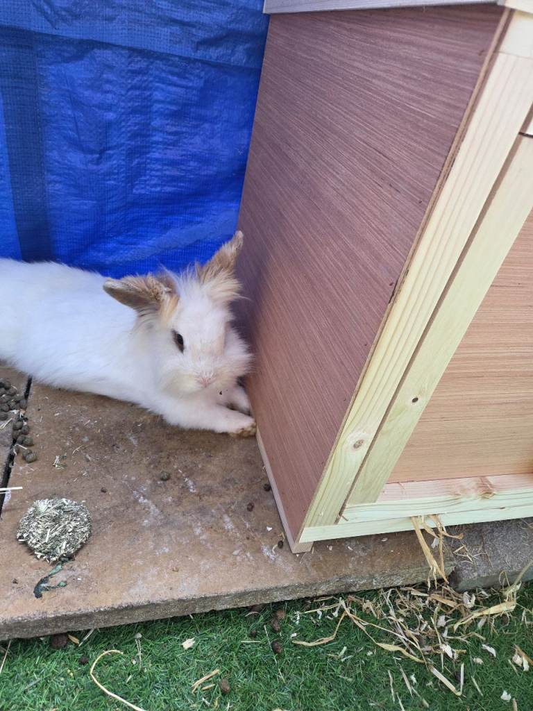 Lion head rabbits